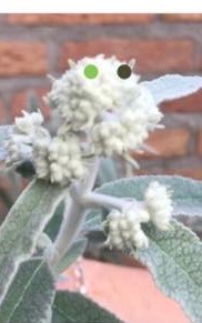 Beste heer of mevrouw